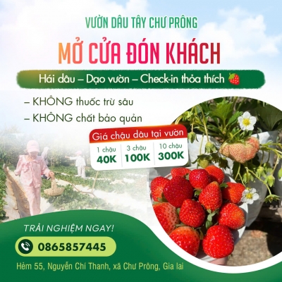 Quảng cáo facebook, quản trị fanpage cho lĩnh vực nông trại vườn dâu - Vườn Dâu Tây Chư Prông