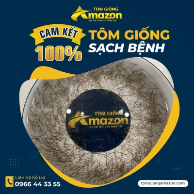 Thiết kế banner chuyên nghiệp cho lĩnh vực tôm giống - Tôm giống Amazon 