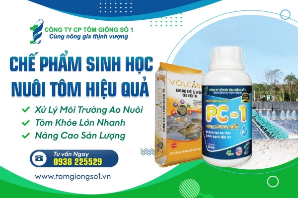 Thiết kế banner chuyên nghiệp cho lĩnh vực tôm giống- Tông Giống Số 1