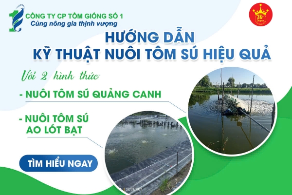 Thiết kế banner chuyên nghiệp cho lĩnh vực tôm giống- Tông Giống Số 1