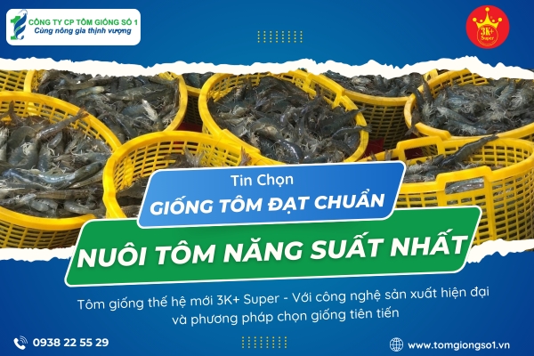 Thiết kế banner chuyên nghiệp cho lĩnh vực tôm giống- Tông Giống Số 1